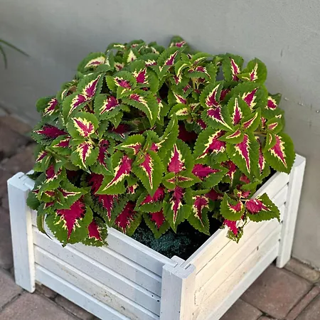 Centrum Fiszer Guest house *