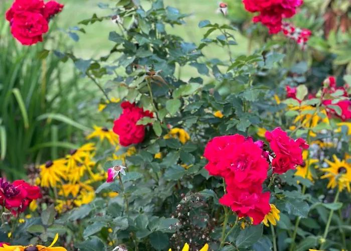 Gasthof Centrum Fiszer