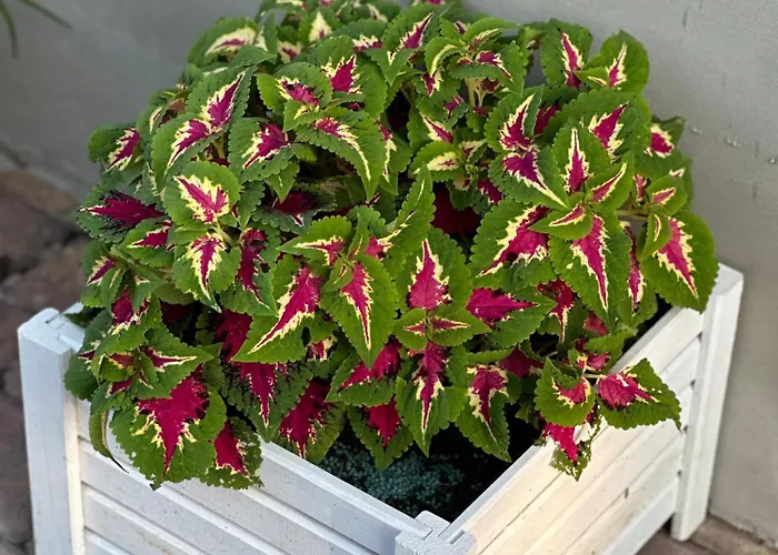 Centrum Fiszer Gasthof *